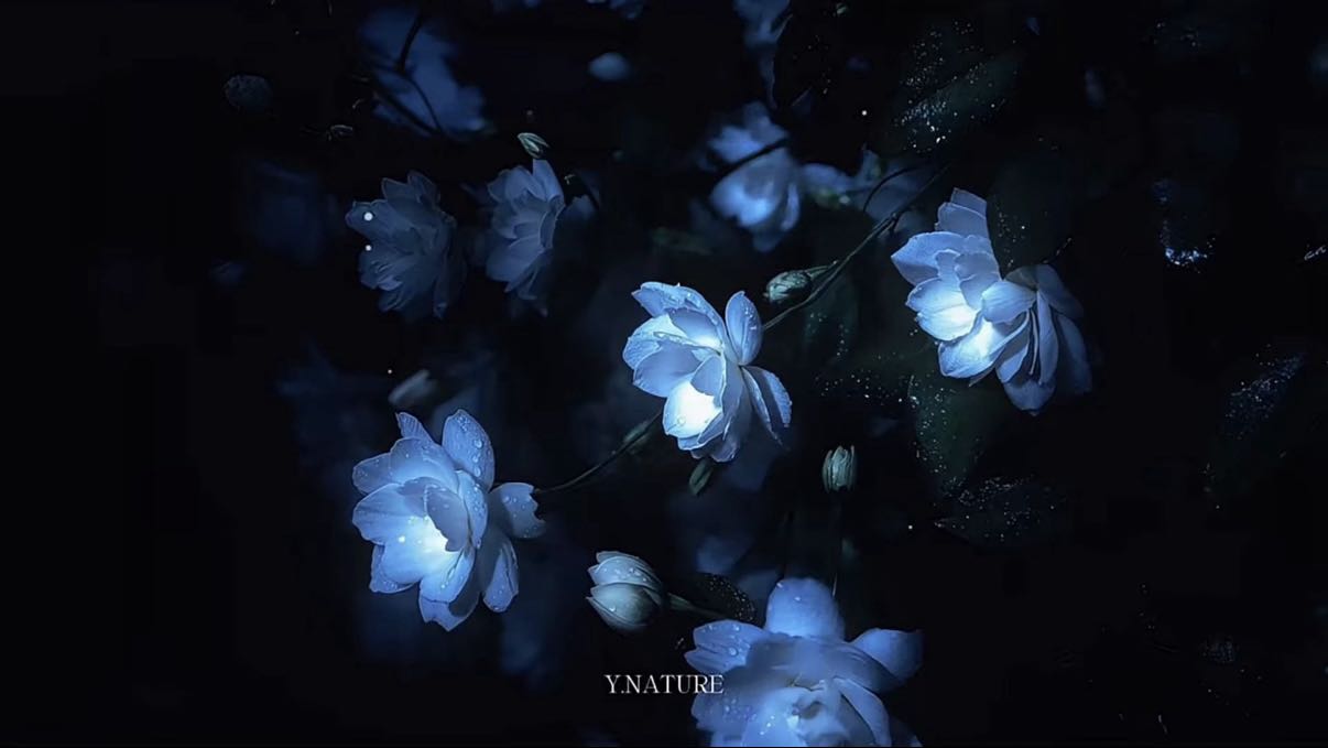 照片3